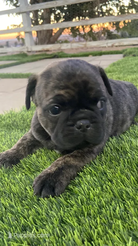 🌹 Rosie  🌹  – French Bulldog puppy for sale in Hesperia, CA