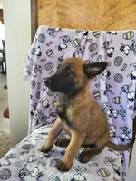 🌹 rose 🥀 , a female Belgian Malinois for sale in Hesperia, CA – Photo 4 of 10