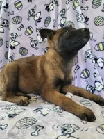 🌹 rose 🥀 , a female Belgian Malinois for sale in Hesperia, CA – Photo 5 of 10