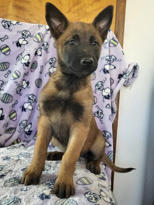 🌹 rose 🥀  – Belgian Malinois puppy for sale in Hesperia, CA