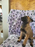 🌹 rose 🥀 , a female Belgian Malinois for sale in Hesperia, CA – Photo 3 of 10