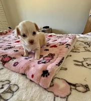 Puppy D, a female Chihuahua and Maltese for sale in Hesperia, CA – 4 of 6