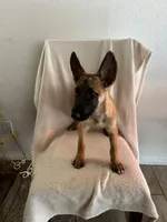 Maleficent 🖤❤️, a female Belgian Malinois for sale in Hesperia, CA – 1 of 3