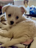 🐾 Rex 🐾 , a male Chihuahua and Maltese for sale in Hesperia, CA – 1 of 10