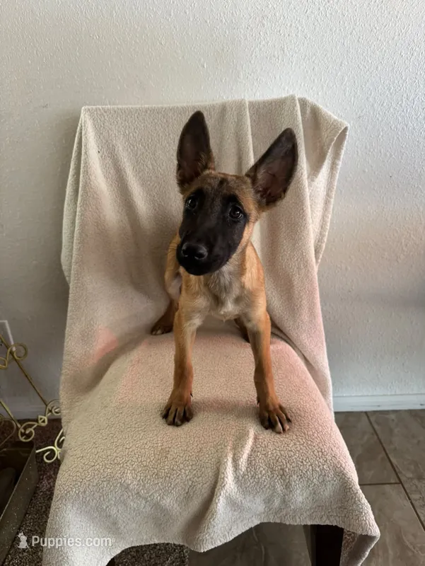 🐝🍯HONEY 🐝🍯 – Belgian Malinois puppy for sale in Apple Valley, CA