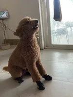🐾 Clifford, the big red dog 🐾 , a male Poodle - Standard  for sale in Hesperia, CA – 3 of 10