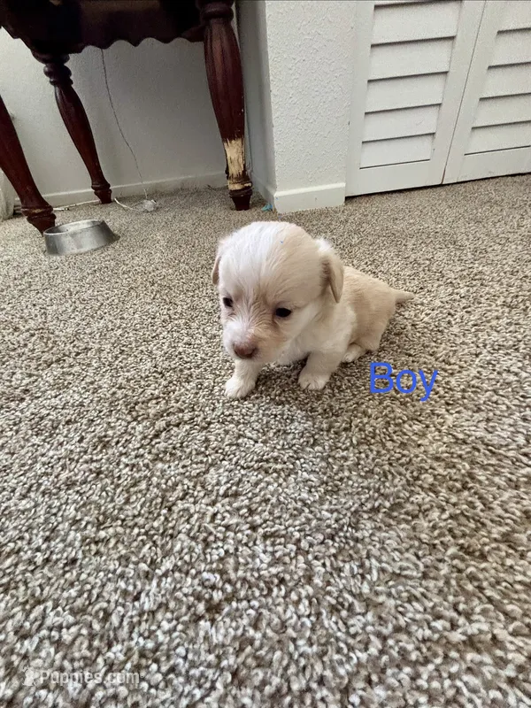 Puppy B – Chihuahua, Maltese puppy for sale in Hesperia, CA