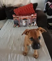 🦖 REX 🦖, a male Boxer for sale in Apple Valley, CA – 3 of 6