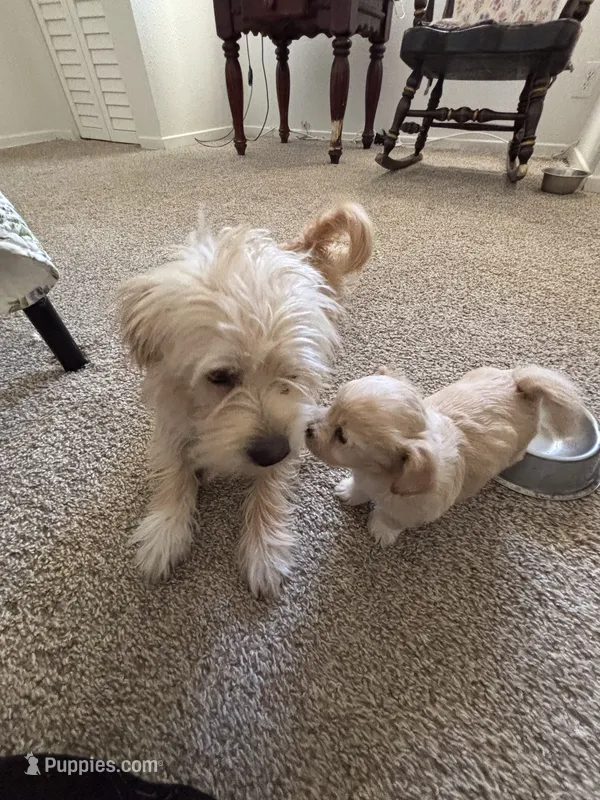 Puppy c – Chihuahua, Maltese puppy for sale in Hesperia, CA