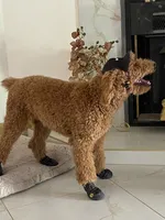 🐾 Clifford, the big red dog 🐾 , a male Poodle - Standard  for sale in Hesperia, CA – 4 of 10