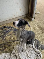 processed/aaed250e-849f-492c-ab14-ebdd29ad3130/listing/e5edbf68-fb07-42ac-ac95-3d1e9d4dd5c0/2b28a13c-41ca-409b-bdd7-f44ad875e191