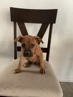 🦖 REX 🦖, a male Boxer for sale in Hesperia, CA – 2 of 10