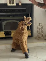 🐾 Clifford, the big red dog 🐾 , a male Poodle - Standard  for sale in Hesperia, CA – 10 of 10