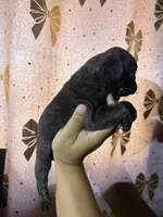 A, a male Pug for sale in Hesperia, CA – 3 of 3