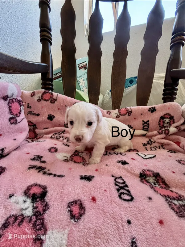 Puppy A – Chihuahua, Maltese puppy for sale in Hesperia, CA