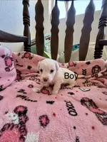 Puppy A, a male Chihuahua and Maltese for sale in Hesperia, CA – 1 of 4