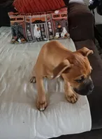 🦖 REX 🦖, a male Boxer for sale in Apple Valley, CA – 4 of 6