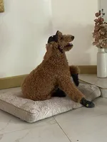 🐾 Clifford, the big red dog 🐾 , a male Poodle - Standard  for sale in Hesperia, CA – 8 of 10