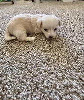 Puppy B, a male Chihuahua and Maltese for sale in Hesperia, CA – 2 of 6