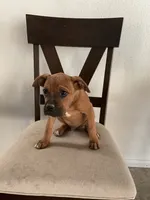 🦖 REX 🦖, a male Boxer for sale in Hesperia, CA – 6 of 10