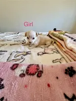 Puppy E, a female Chihuahua and Maltese for sale in Hesperia, CA – 1 of 6