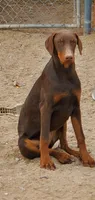🌺flower 🌸, a female Doberman Pinscher for sale in Hesperia, CA – 8 of 9