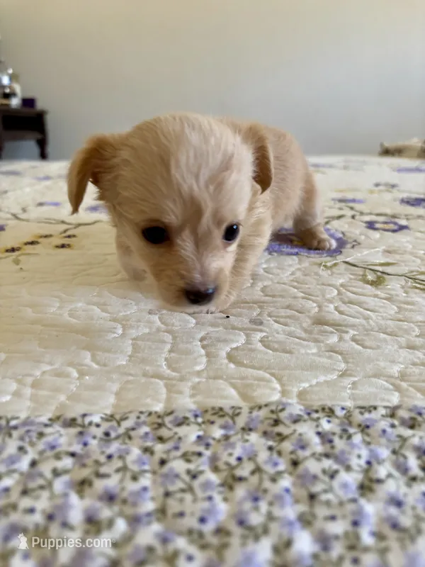 Puppy F – Chihuahua, Maltese puppy for sale in Hesperia, CA