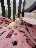 Puppy A, a male Chihuahua and Maltese for sale in Hesperia, CA – 4 of 4