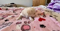 Puppy D, a female Chihuahua and Maltese for sale in Hesperia, CA – 2 of 6