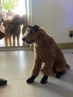 🐾 Clifford, the big red dog 🐾 , a male Poodle - Standard  for sale in Hesperia, CA – 5 of 10