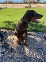 🌺flower 🌸, a female Doberman Pinscher for sale in Hesperia, CA – 3 of 9