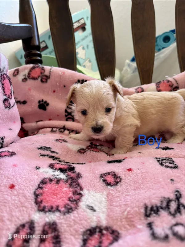 Puppy c – Chihuahua, Maltese puppy for sale in Hesperia, CA