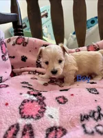 Puppy c, a male Chihuahua and Maltese for sale in Hesperia, CA – 1 of 6