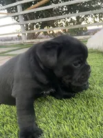🐾 rocky 🐾 , a male French Bulldog and Pug for sale in Hesperia, CA – 5 of 7