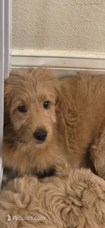Blue – Miniature Goldendoodle puppy for sale in Lake Mary, FL