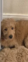 Blue, a female Goldendoodle and Miniature Goldendoodle for sale in Lake Mary, FL – 2 of 10