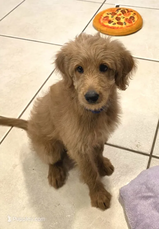 Blue – Goldendoodle, Miniature Goldendoodle puppy for sale in Lake Mary, FL