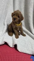 Yellow, a female Miniature Goldendoodle for sale in Lake Mary, FL – 3 of 5