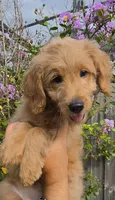 Blue, a female Goldendoodle and Miniature Goldendoodle for sale in Lake Mary, FL – 8 of 10