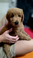 Blue, a female Miniature Goldendoodle for sale in Lake Mary, FL – 3 of 4