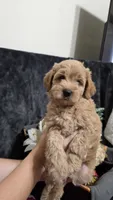 Purple, a female Miniature Goldendoodle for sale in Lake Mary, FL – 3 of 4