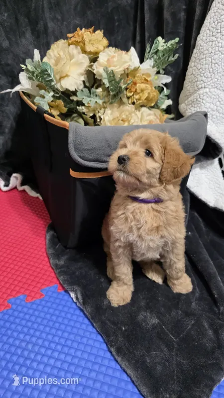 Purple – Miniature Goldendoodle puppy for sale in Lake Mary, FL