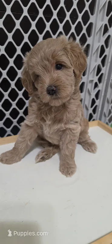 Green – Miniature Goldendoodle puppy for sale in Lake Mary, FL