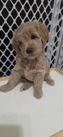 Green, a female Miniature Goldendoodle for sale in Lake Mary, FL – 1 of 3