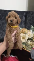 Yellow, a female Miniature Goldendoodle for sale in Lake Mary, FL – 4 of 5