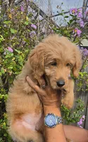 Blue, a female Goldendoodle and Miniature Goldendoodle for sale in Lake Mary, FL – 6 of 10