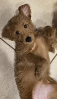 Blue, a female Miniature Golden Retriever and Miniature Goldendoodle for sale in Lake Mary, FL – 2 of 9