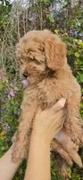 Green, a female Goldendoodle and Miniature Goldendoodle for sale in Lake Mary, FL – 4 of 10