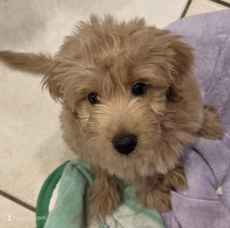Red – Miniature Goldendoodle puppy for sale in Lake Mary, FL