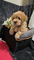 Purple, a female Miniature Goldendoodle for sale in Lake Mary, FL – 2 of 4